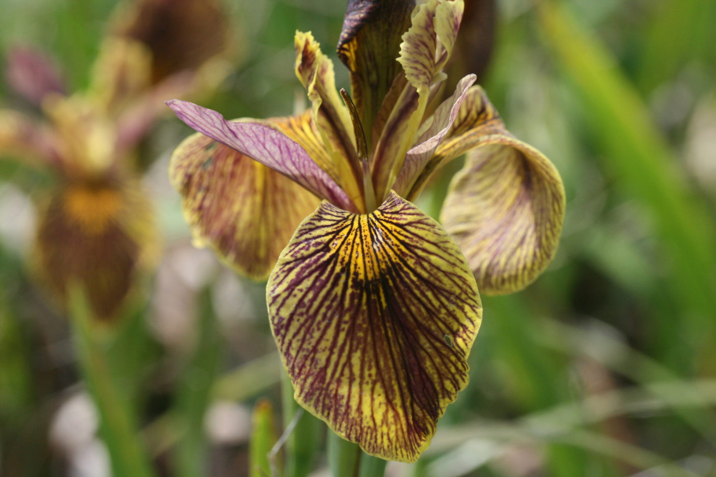 IRIS Holden Clough image 0