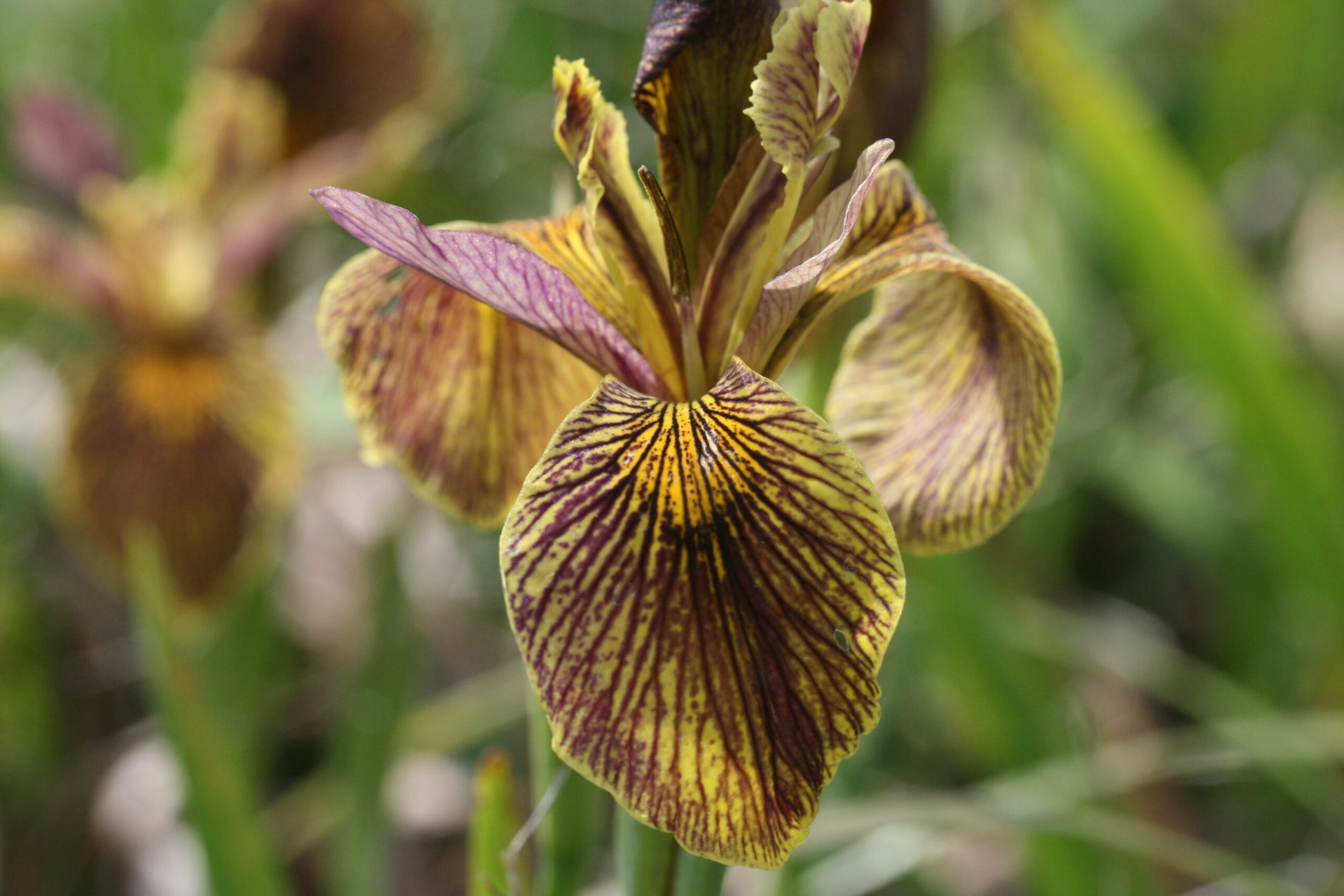 IRIS Holden Clough image 0