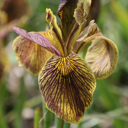 IRIS Holden Clough image 0