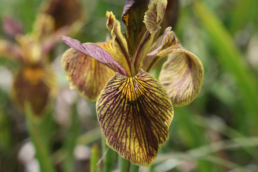 IRIS Holden Clough image 0