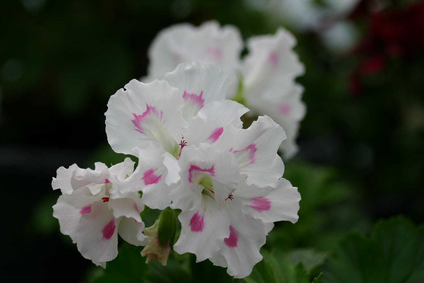 PELARGONIUM Misty Morning image 0