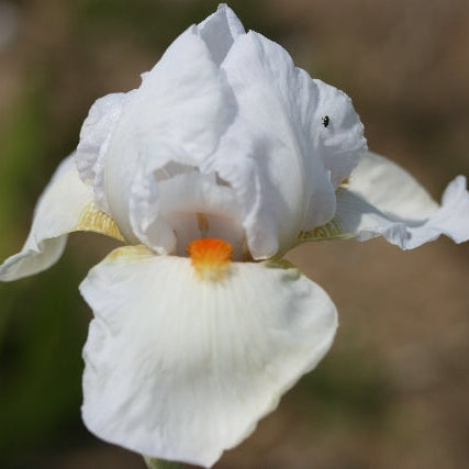 IRIS Frost and Flame image 0