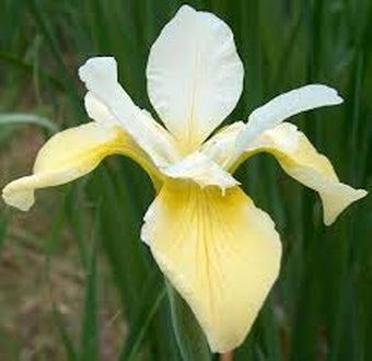 IRIS sibirica Dreaming Yellow image 0