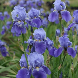IRIS Blue Rhythm image 2