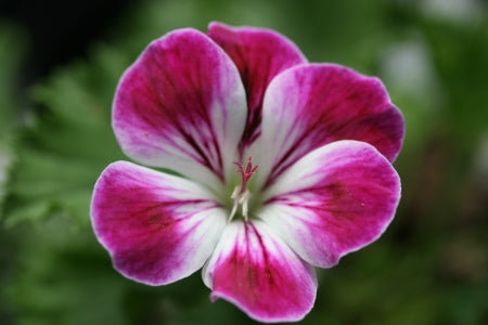 PELARGONIUM Floria Moore image 0