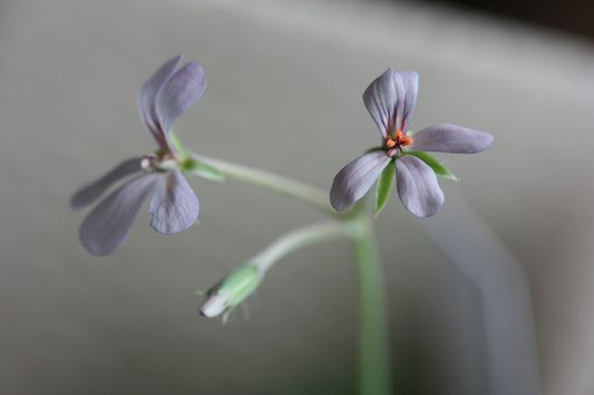 PELARGONIUM quinquelobatum image 0