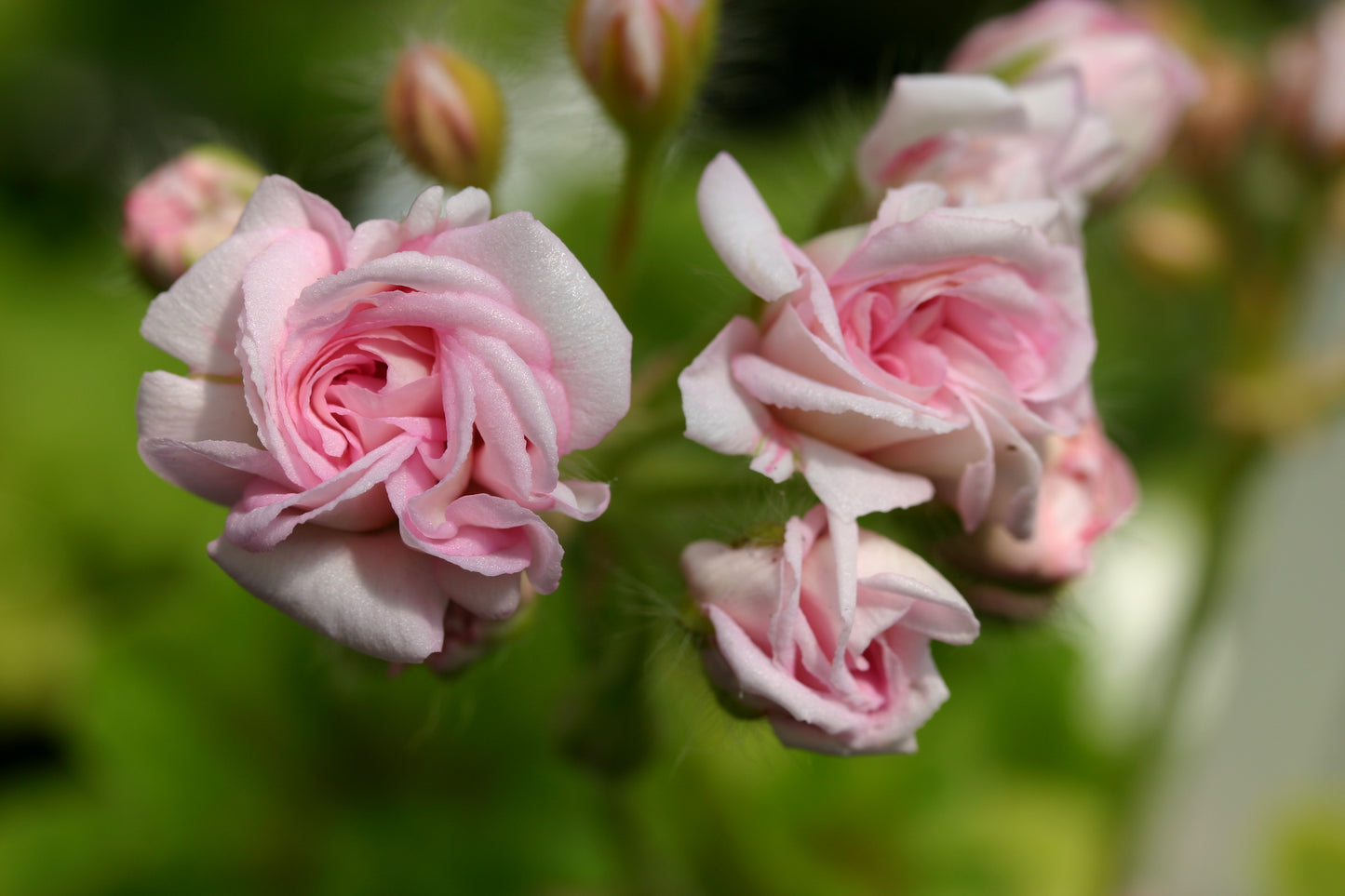 PELARGONIUM Millfield Rose image 0
