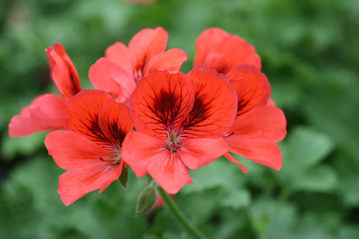PELARGONIUM Polka image 0