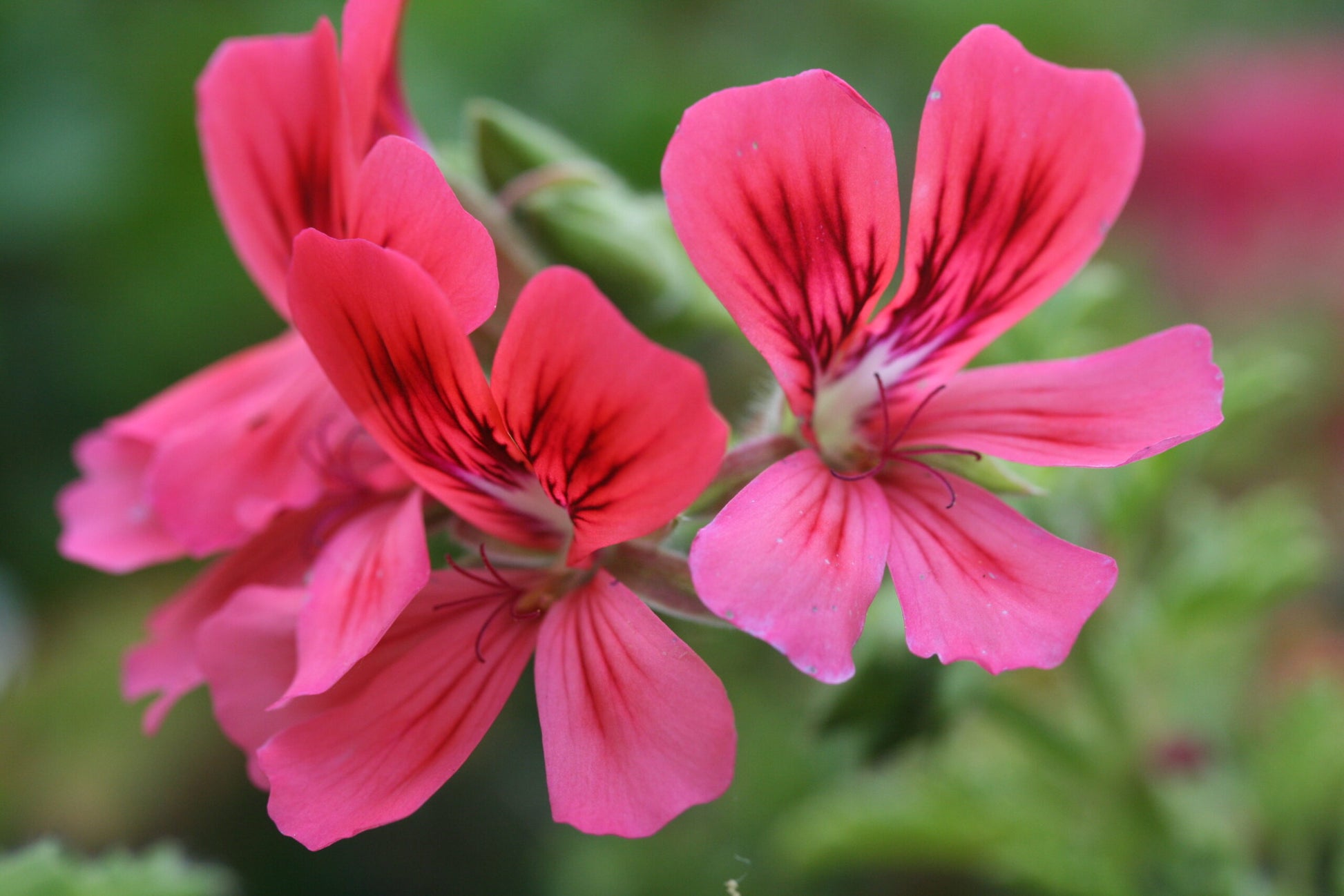 PELARGONIUM Atrium image 0