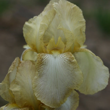 IRIS Benton Primrose image 0