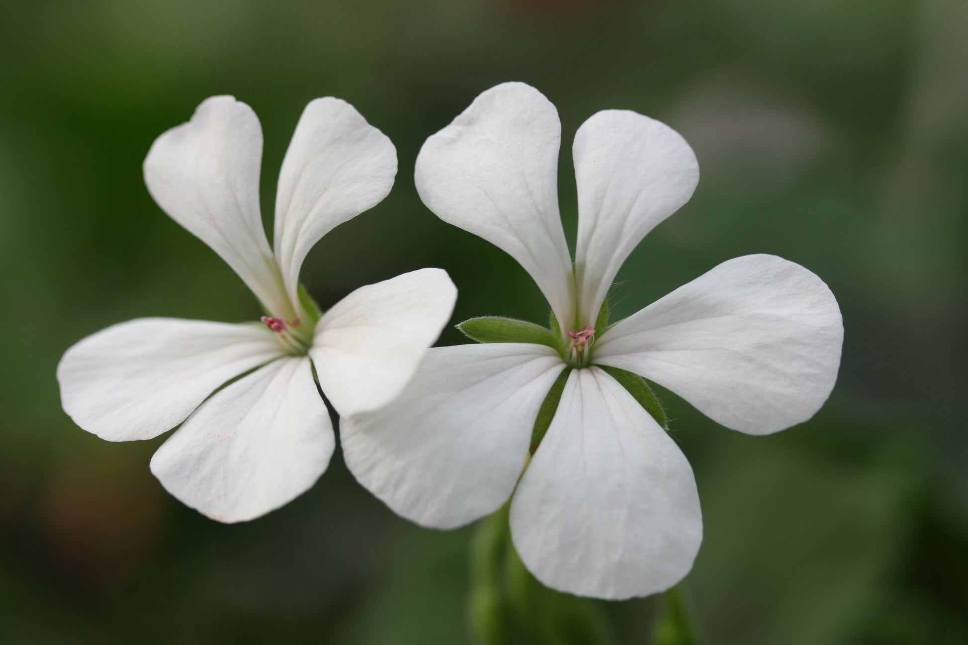 PELARGONIUM The White Boar image 0