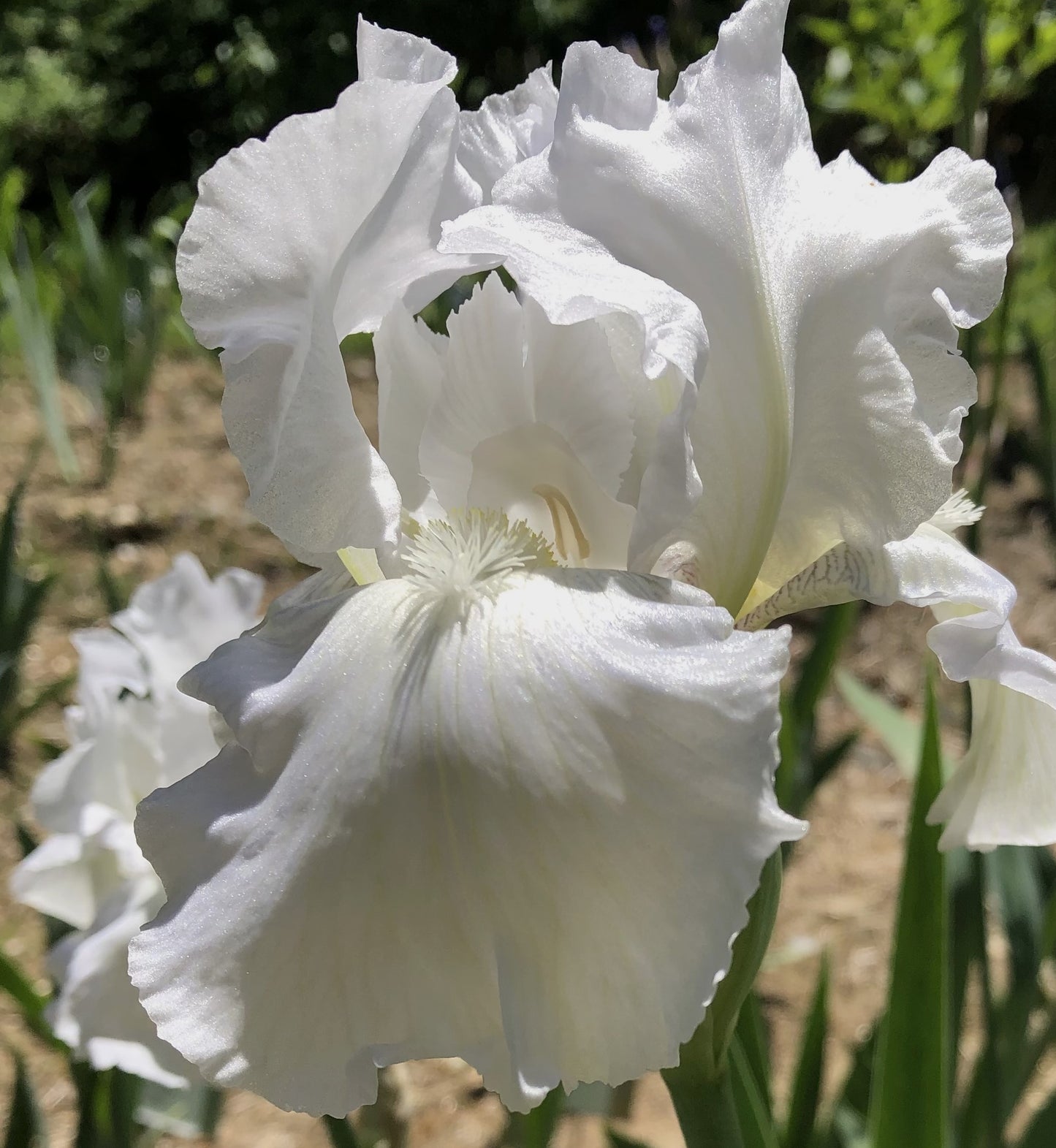 IRIS Immortality image 0