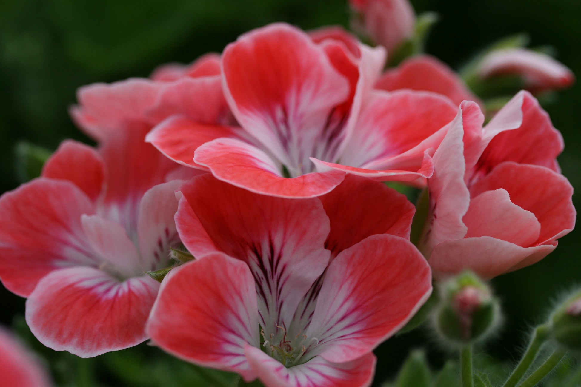 PELARGONIUM Fanny Eden image 0