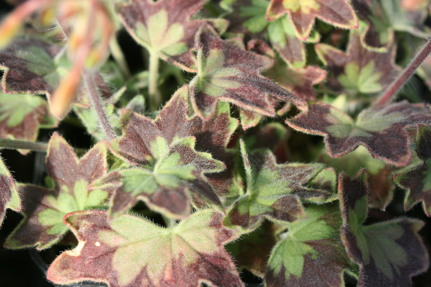 PELARGONIUM Bird Dancer image 1