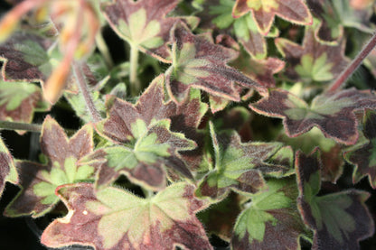 PELARGONIUM Bird Dancer image 1