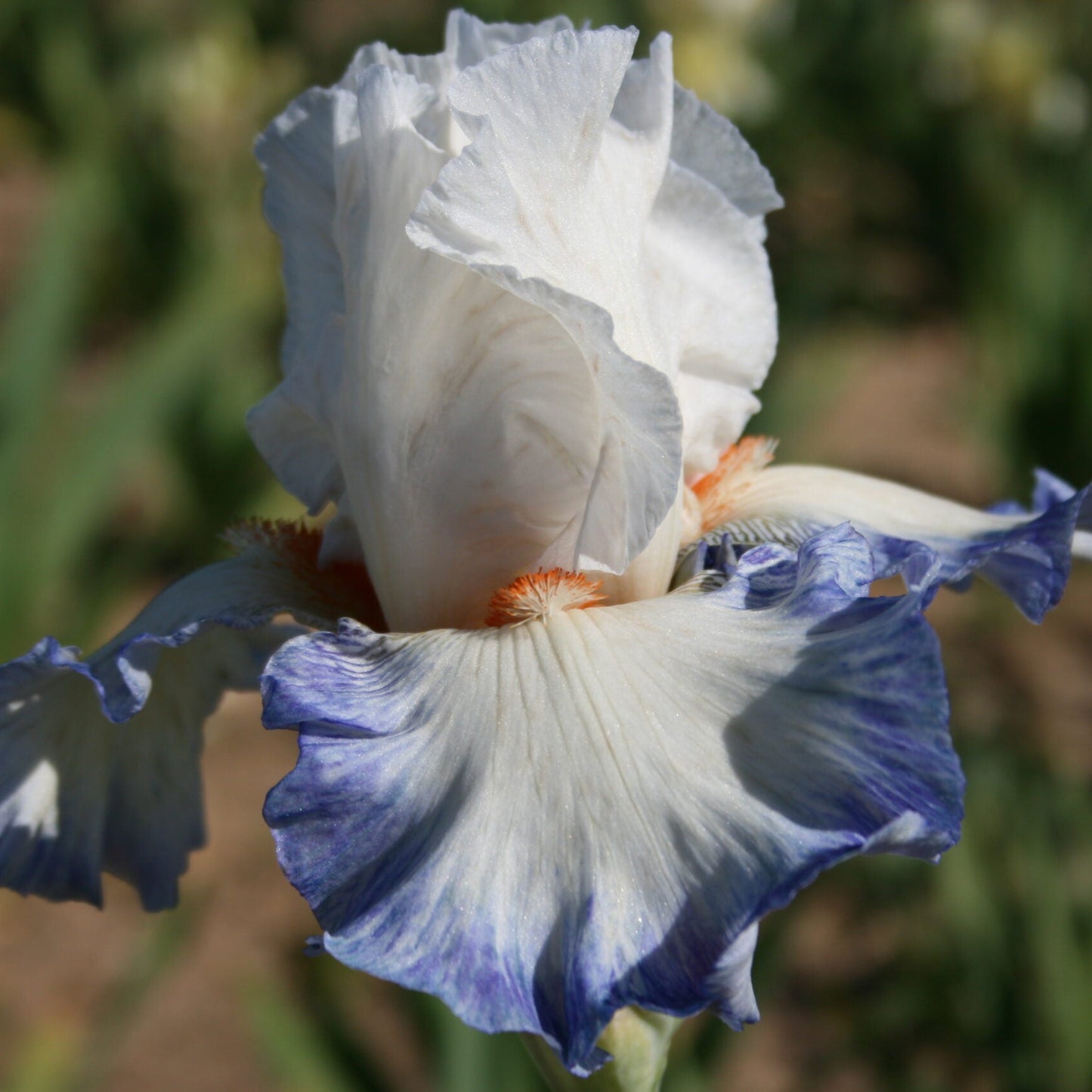 IRIS Reussite image 0