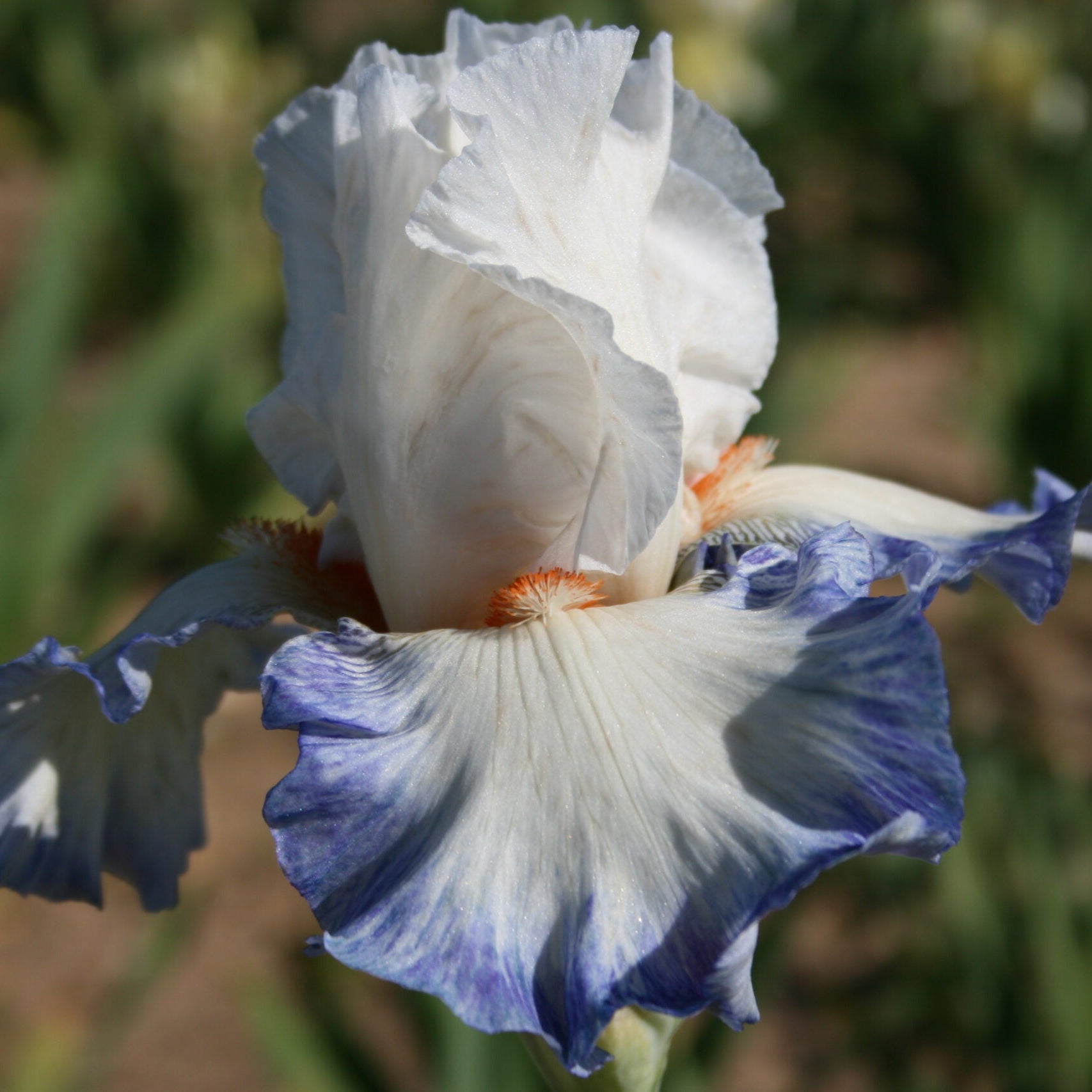 IRIS Reussite image 0