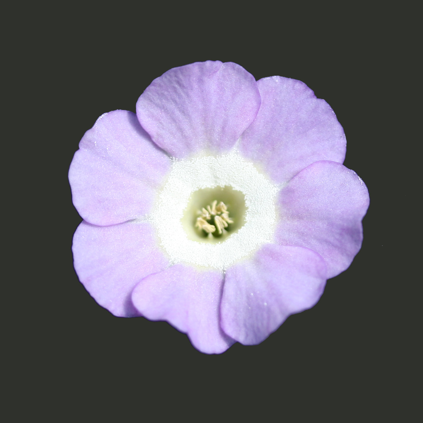 PRIMULA auricula Cloudscape image 0