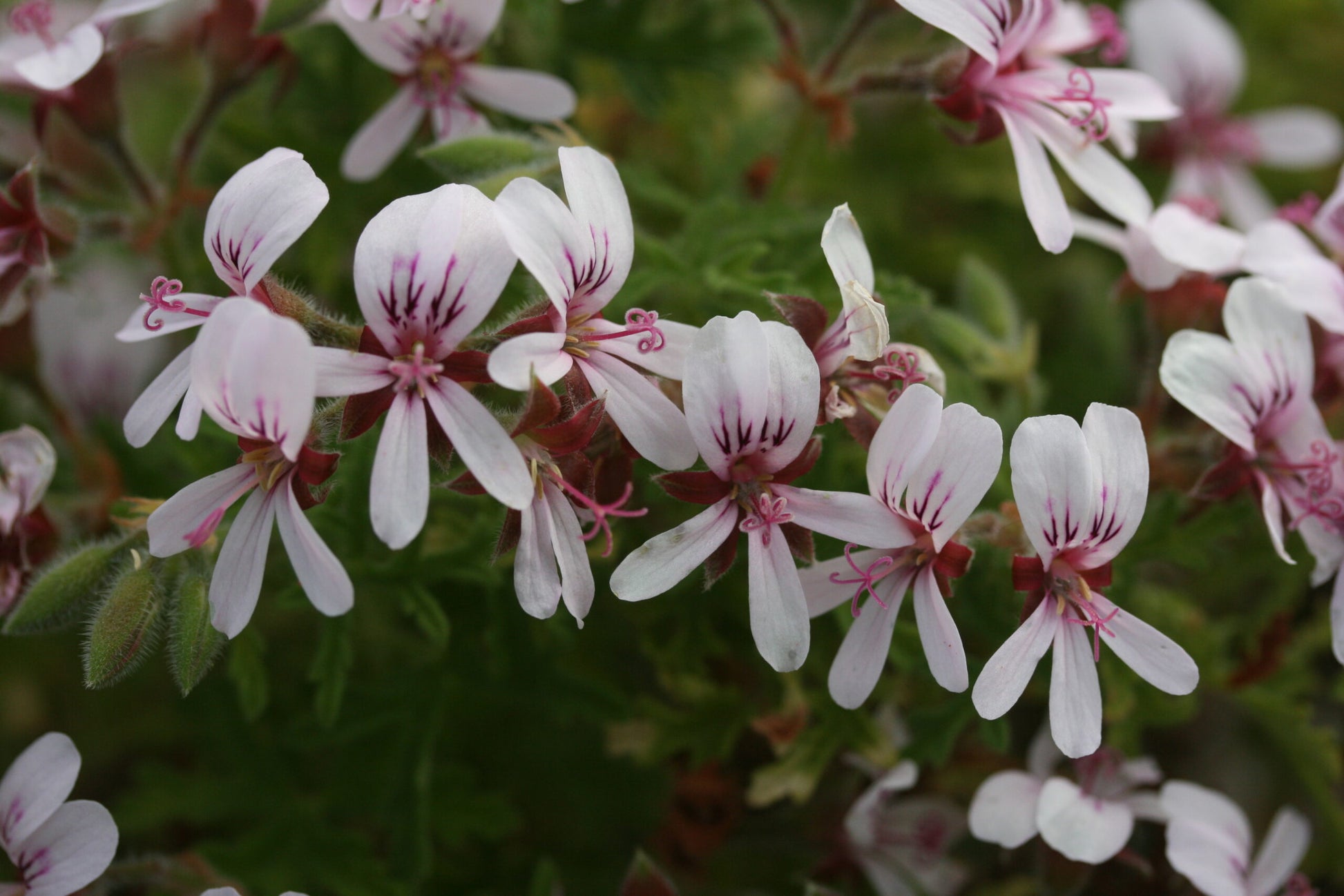 PELARGONIUM Candy Dancer image 0