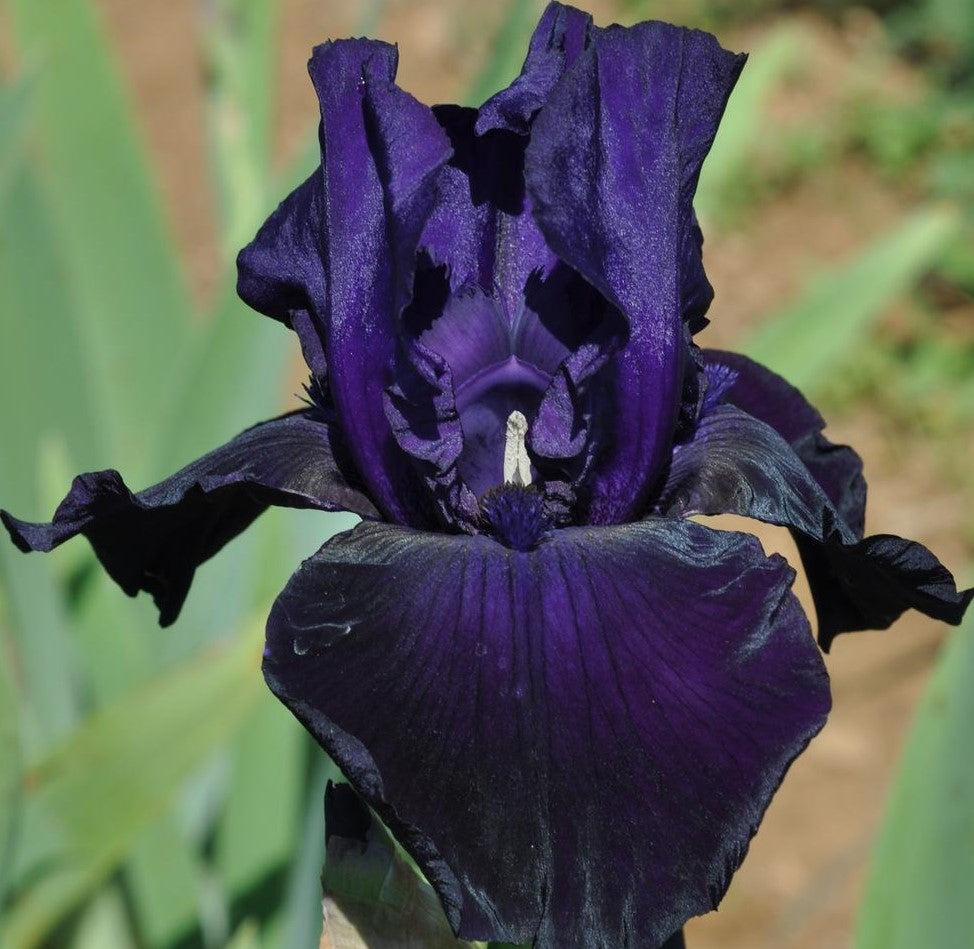 IRIS Draco image 0