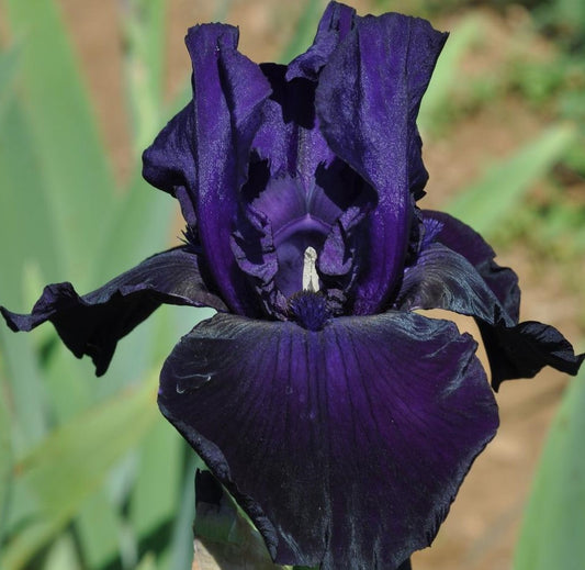 IRIS Draco image 0