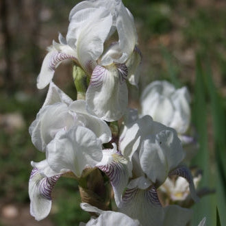 IRIS Mrs Horace Darwin image 2