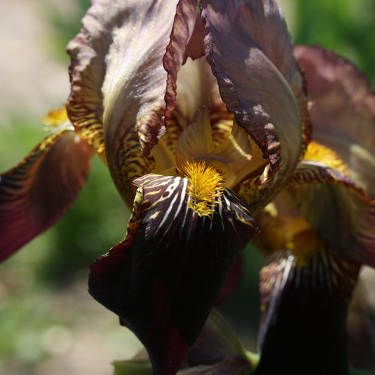 IRIS Glowing Embers image 0