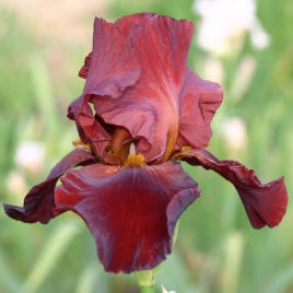 IRIS Sultans Palace image 0