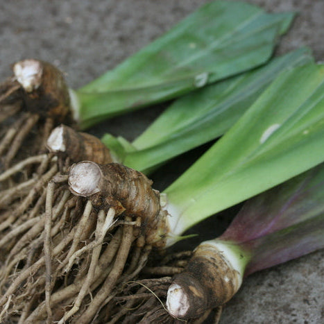 IRIS Film Festival image 0