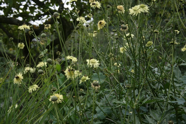 CEPHALARIA gigantea image 0