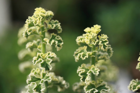 PELARGONIUM crispum Variegatum image 0
