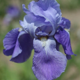 IRIS Empress of India image 0