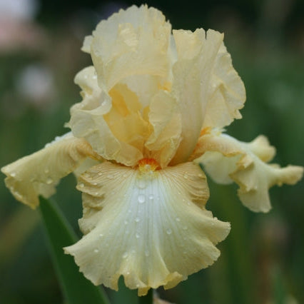 IRIS Fall Empire image 0