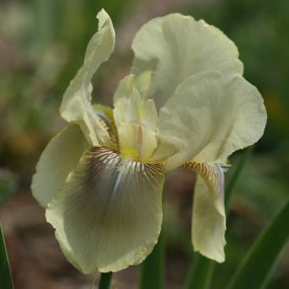 IRIS Cleo Murrell image 0