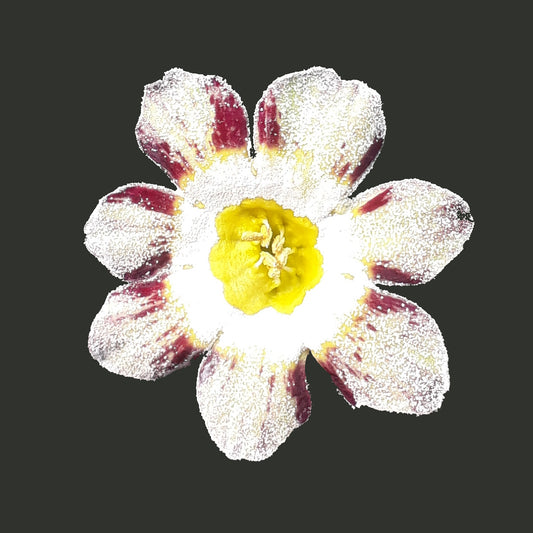 PRIMULA auricula Darent Tiger image 0