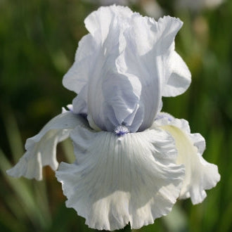 IRIS Song Of Norway image 0