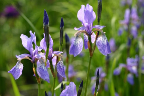 IRIS sibirica Flight of Butterflies image 0