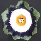 PRIMULA auricula Green Parrot image 0