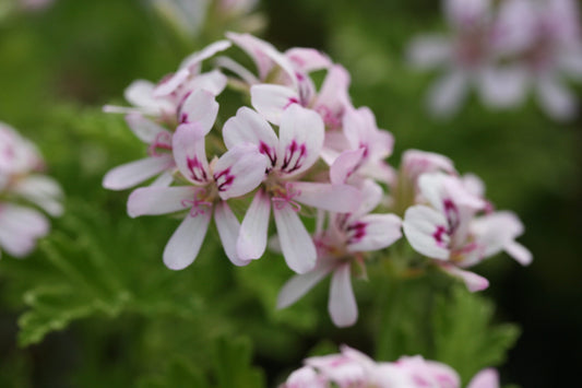 PELARGONIUM Fragrant Frosty image 0