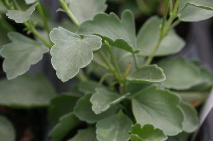 PELARGONIUM acetosum image 2