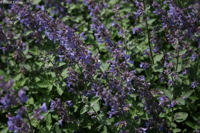 NEPETA racemosa Walkers Low image 0
