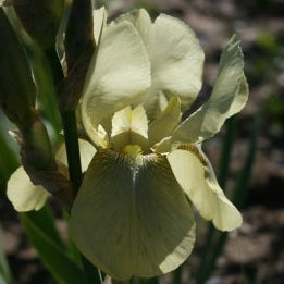 IRIS Cleo Murrell image 1