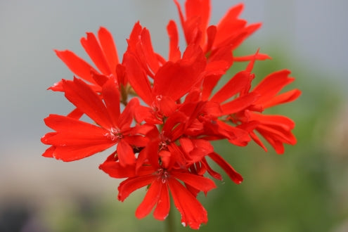 PELARGONIUM Red Witch image 0