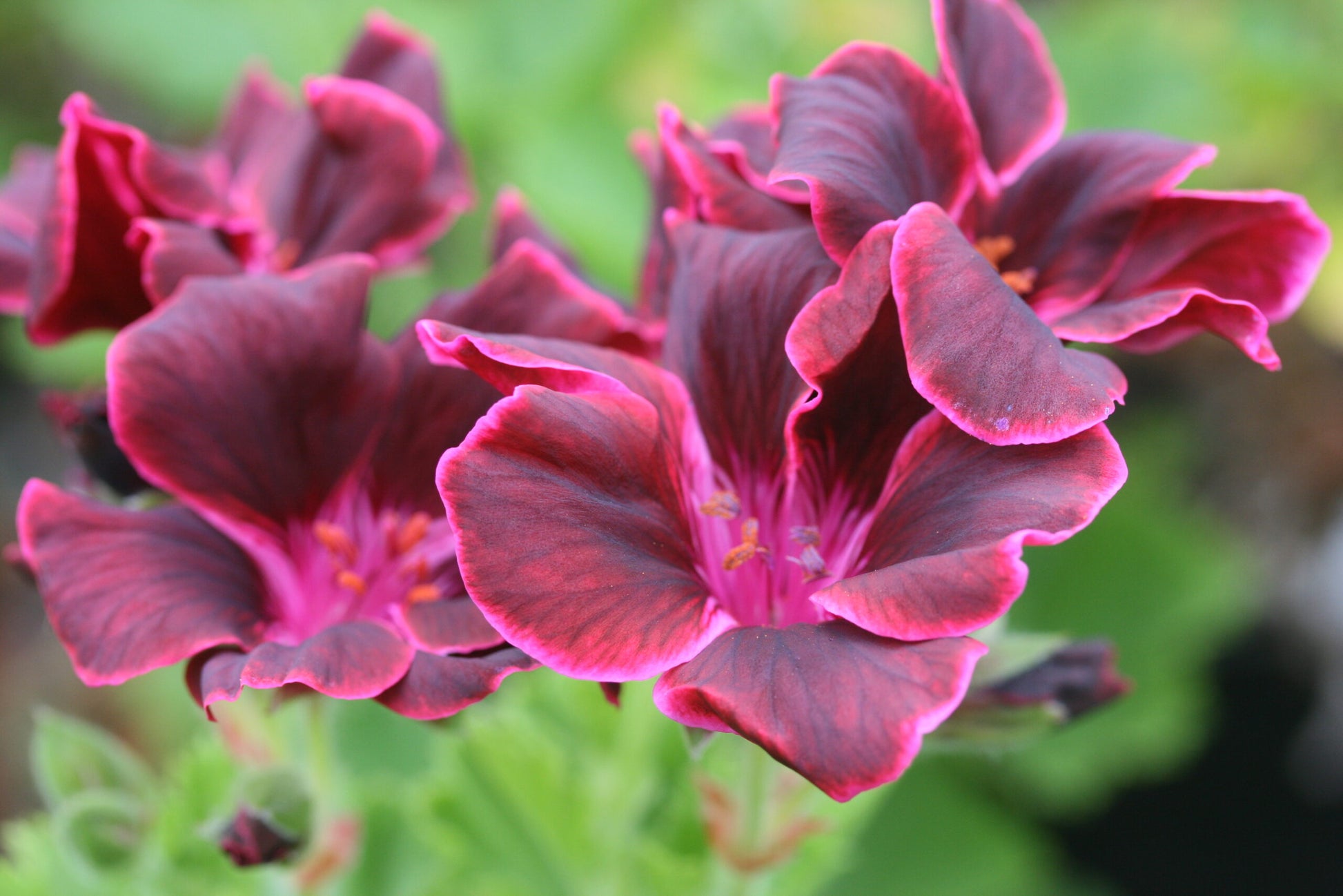PELARGONIUM Lord Bute image 2