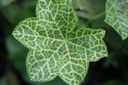 PELARGONIUM Rollers Pioneer image 2