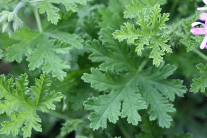 PELARGONIUM Graveolens Minor image 2