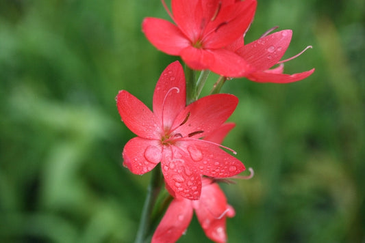 HESPERANTHA coccinea Major image 0