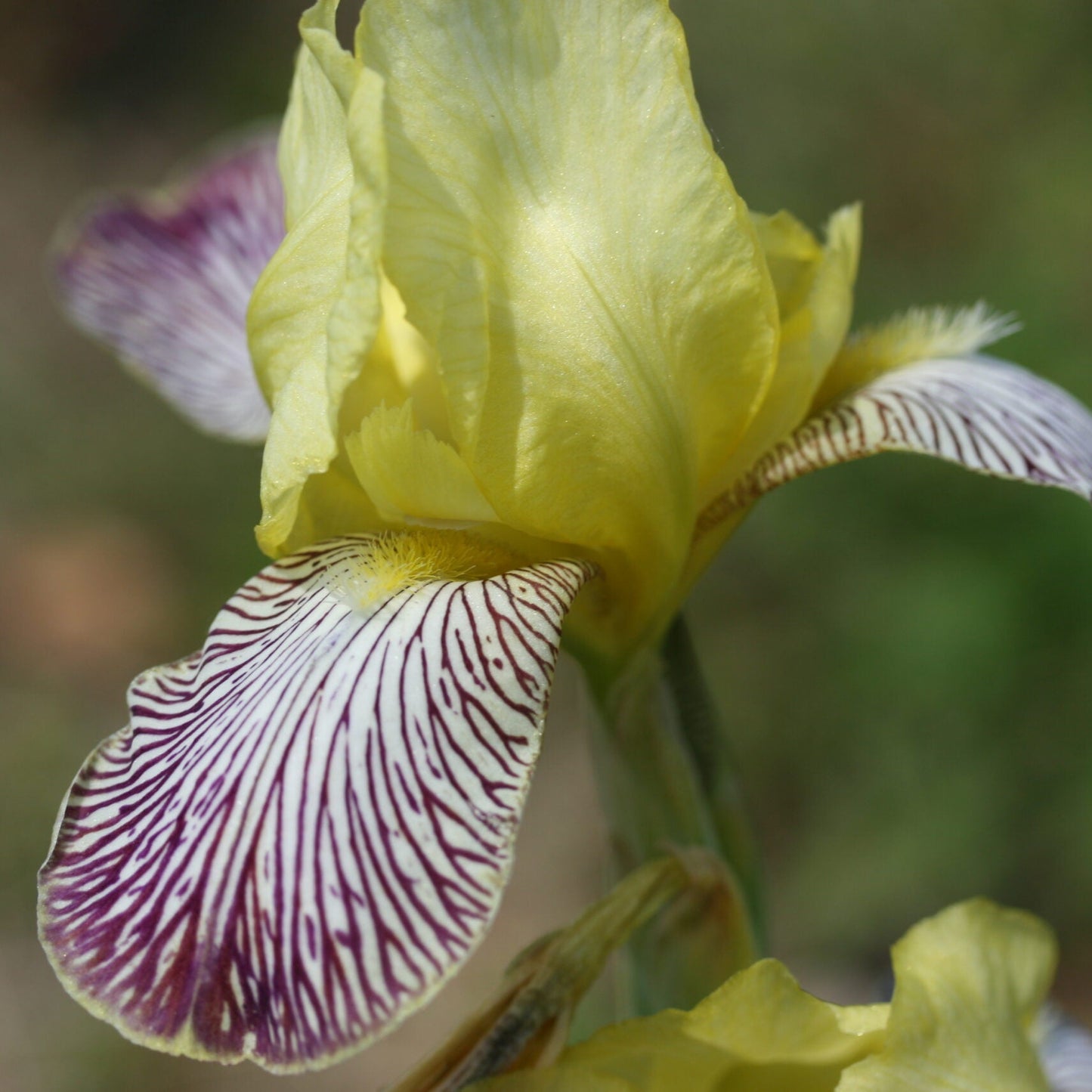 IRIS Gracchus image 0