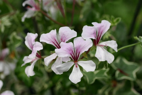 PELARGONIUM L Elegante image 1