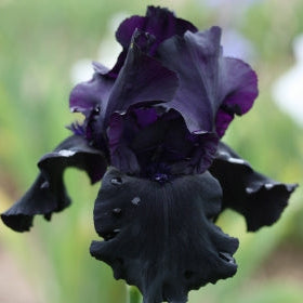 IRIS Black Tie Affair image 0
